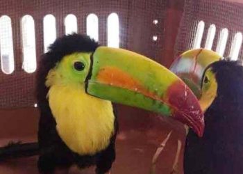 FGR Yucatán obtuvo la acusación del delito contra la biodiversidad de una persona detenida por la SSP en retén en Valladolid que transportaba a un Tucán en un caja, especie considerada amenazada