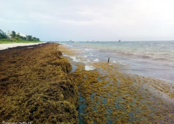 Científicos mexicanos buscan aprovechar al máximo las diversas ventajas que tiene el sargazo, dice Cinvestav / De las algas marinas se obtienen productos útiles para la nutrición humana