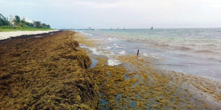 Científicos mexicanos buscan aprovechar al máximo las diversas ventajas que tiene el sargazo, dice Cinvestav / De las algas marinas se obtienen productos útiles para la nutrición humana