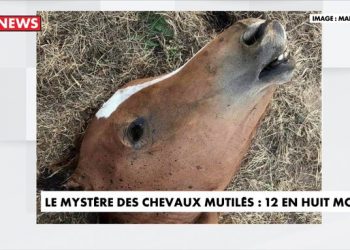 Muchos caballos se han encontrado mutilados en los últimos meses en diversas poblaciones de Francia / Se desconocen los motivos, aunque se especula se trata de ritos satánicos o sádicos practicados por personas hasta ahora desconocidas o una secta