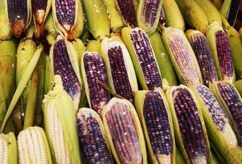 En la Campaña Nacional Sin Maíz No Hay País estamos convencidas y convencidos de que el  glifosato y otros herbicidas y plaguicidas muchas veces asociados con el uso de semillas transgénicas, implican consecuencias desastrosas para el medio ambiente y la salud humana
