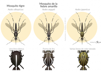 En diversas regiones de España, de sur a norte, advierten de una nueva especie invasora de mosquito –el ‘Aedes japonicus’- proveniente de Oriente / Dicho mosquito puede trasmitir el virus de enfermedades como el dengue -que provoca fiebre elevada (40 °C), el chikungunya – y el virus del Nilo Occidental, advierten