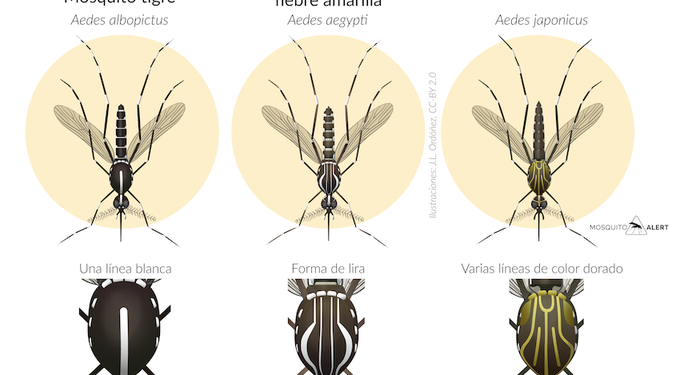 En diversas regiones de España, de sur a norte, advierten de una nueva especie invasora de mosquito –el ‘Aedes japonicus’- proveniente de Oriente / Dicho mosquito puede trasmitir el virus de enfermedades como el dengue -que provoca fiebre elevada (40 °C), el chikungunya – y el virus del Nilo Occidental, advierten