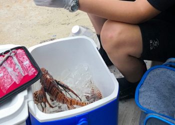 En estudio veneno del pez león, por científicos yucatecos, para entender Alzheimer / En 1992, ejemplares del pez león fueron liberados en las costas de Florida, provocando su propagación como especie invasora en aguas del Caribe, Golfo de México y Atlántico occidental