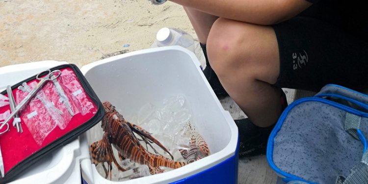 En estudio veneno del pez león, por científicos yucatecos, para entender Alzheimer / En 1992, ejemplares del pez león fueron liberados en las costas de Florida, provocando su propagación como especie invasora en aguas del Caribe, Golfo de México y Atlántico occidental