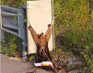 Mentes enfermas y crueles lastimaron, torturaron y mataron a un oso hormiguero en Yucatán / El animal fue descubierto por unas personas que circulaban por carretera Tekom-Chicxulub