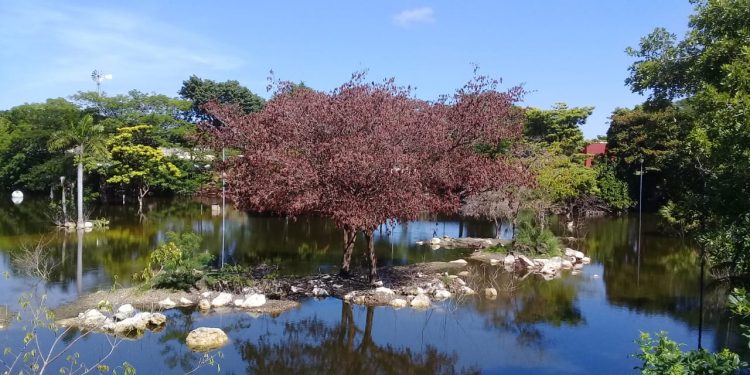 Los arbustos y árboles del Parque Ecológico del Poniente se empiezan a morir, debido a que el lugar permanece inundado desde hace más de 100 días por las intensas lluvias