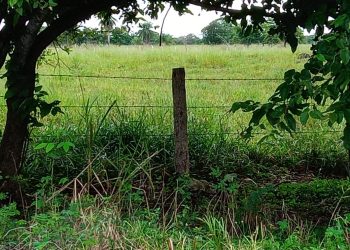 En el municipio de Tizimín opera al menos una estructura criminal dedicada a robar reses desde hace años / El gobierno estatal parece decidido a ir al fondo del asunto / Han infiltrado a policías y autoridades, dicen