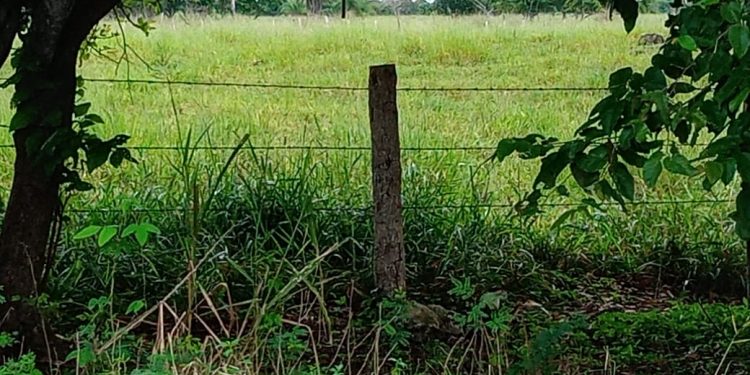 En el municipio de Tizimín opera al menos una estructura criminal dedicada a robar reses desde hace años / El gobierno estatal parece decidido a ir al fondo del asunto / Han infiltrado a policías y autoridades, dicen