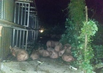Triste fin tuvieron varios cochinitos: murieron aplastados al volcar un camión en el que los transportaban en la carretera Poxila-Umán