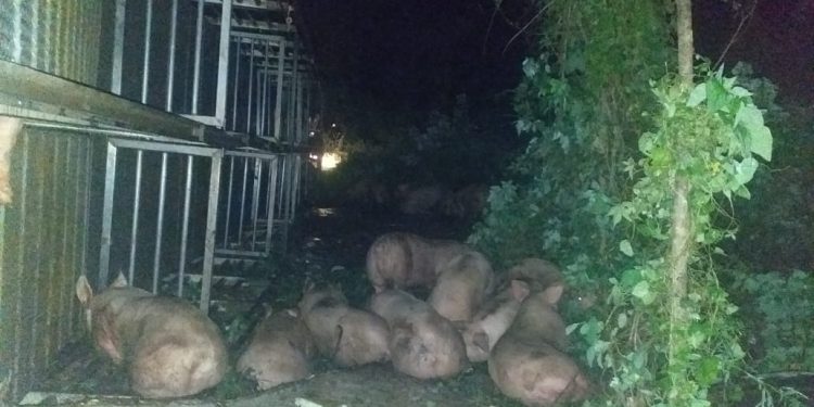 Triste fin tuvieron varios cochinitos: murieron aplastados al volcar un camión en el que los transportaban en la carretera Poxila-Umán