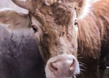 En respuesta a la crisis de salud pública que estamos viviendo, Igualdad Animal México impulsa una reforma de Ley para prohibir los rastros clandestinos y los mercados que comercializan y matan animales