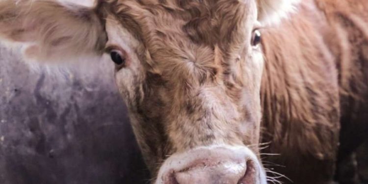 En respuesta a la crisis de salud pública que estamos viviendo, Igualdad Animal México impulsa una reforma de Ley para prohibir los rastros clandestinos y los mercados que comercializan y matan animales