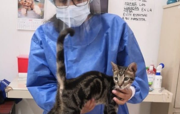 El pasado 17 de agosto reabrió sus puertas el Módulo Veterinario Municipal y ha registrado una elevada demanda de personas que llevan a sus mascotas para los distintos servicios que ofrece
