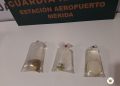 La Guardia Nacional sigue detectando tráfico de especies protegidas a través del aeropuerto de Mérida y de los servicios de paquetería / Aseguran anémonas y las entregan a la Profepa