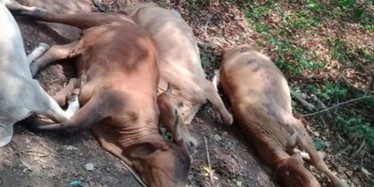 Necropsia de reses en Motul realizada por la SEDER detectó que la causa de la muerte de bovinos puede ser de origen tóxico, aunque aún no se determinó el origen