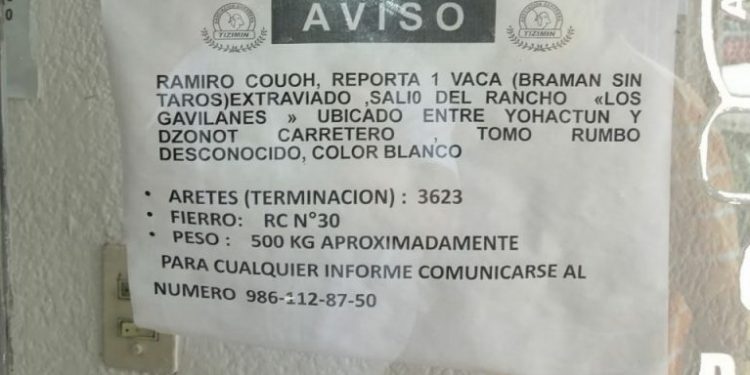 El robo de ganado en Tizimín no es tema nuevo, como el robo de autos, motos y hasta bancos, dicen ganaderos / Esperan resultado de investigaciones de las autoridades de hurtos recientes de reses y equipos