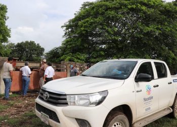 Seder investiga inusual muerte de ganado bovino en Motul / Han muerto al menos 40 animales de lidia / Hay indicios de afectación en el sistema nervioso central