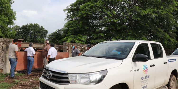 Seder investiga inusual muerte de ganado bovino en Motul / Han muerto al menos 40 animales de lidia / Hay indicios de afectación en el sistema nervioso central