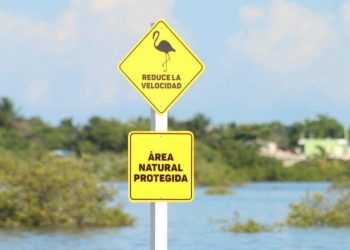 Gobierno del Estado colocó una serie de señalamientos en los puntos donde se han refugiado flamencos para intentar evitar sean atropellados