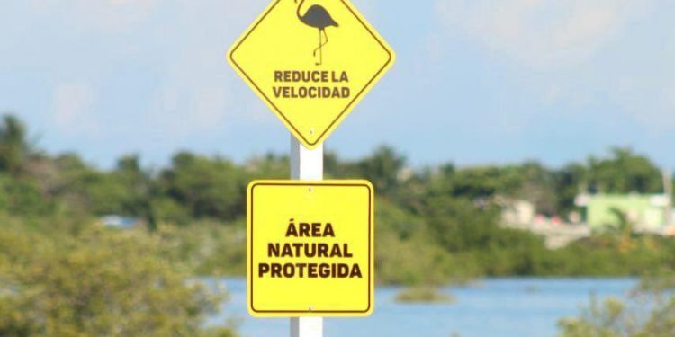 Gobierno del Estado colocó una serie de señalamientos en los puntos donde se han refugiado flamencos para intentar evitar sean atropellados