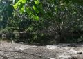 El cenote Xlacah, de la zona arqueológica de Dzibilchaltún, se desbordó hasta dos metros de la periferia del cuerpo de agua / Cerrada al igual que Xkambó: sin fecha alguna para su reapertura