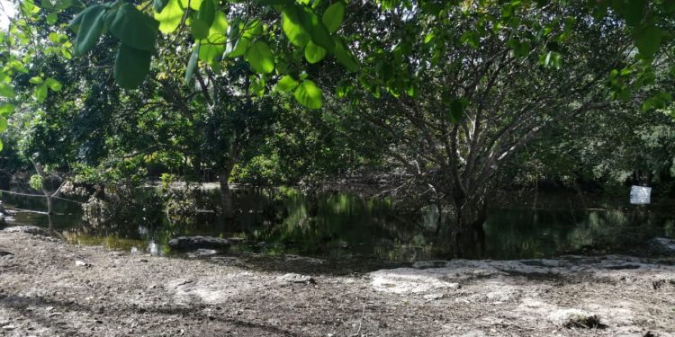 El cenote Xlacah, de la zona arqueológica de Dzibilchaltún, se desbordó hasta dos metros de la periferia del cuerpo de agua / Cerrada al igual que Xkambó: sin fecha alguna para su reapertura