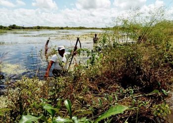 Del viernes 16 al lunes 19 de este mes se realizará en el Estado “un censo especial” para entregar un “apoyo extraordinario” para pequeños productores que han sufrido daños por inundaciones