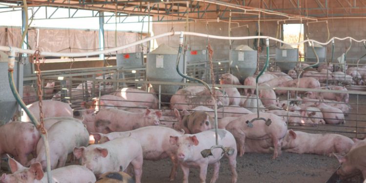 Negaron revocación de la suspensión para operar en el municipio de Homún a la empresa porcícola PAPO: seguirá sin poder operar