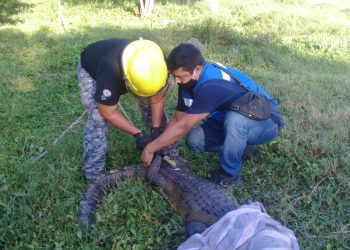 En un rancho de la comisaría de Xcucul Sur, del municipio de Umán, apareció un cocodrilo de más de dos metros de largo