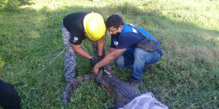 En un rancho de la comisaría de Xcucul Sur, del municipio de Umán, apareció un cocodrilo de más de dos metros de largo