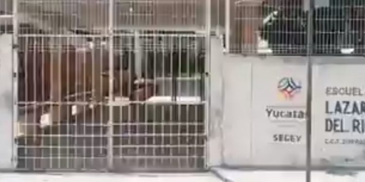 Durante los primeros siete meses dde Covid-19 en México, la delincuencia saqueó poco más de dos mil 300 escuelas del país: 7% en la Península de Yucatán