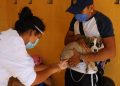 El Ayuntamiento amplía acciones de vacunación canina y felina gratuita, durante tres domingos  consecutivos en Mérida, informan