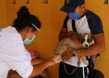 El Ayuntamiento amplía acciones de vacunación canina y felina gratuita, durante tres domingos  consecutivos en Mérida, informan