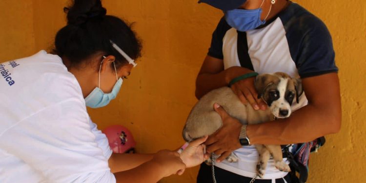 El Ayuntamiento amplía acciones de vacunación canina y felina gratuita, durante tres domingos  consecutivos en Mérida, informan