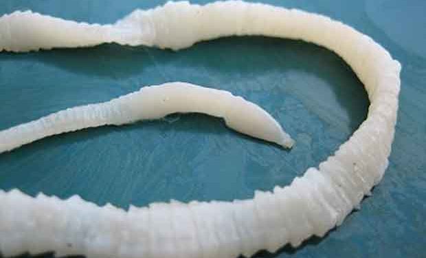 Teniasis afecta a Quintana Roo y Yucatán con la más alta incidencia de dicha enfermedad transmitida por consumo de carne de cerdo contaminada