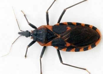 Mal de Chagas afecta a la Península de Yucatán / Tan sólo la semana pasada, se registraron seis nuevos casos