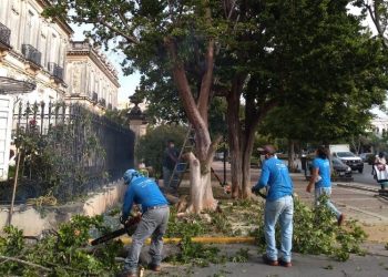 Quita Ayuntamiento de Mérida árbol de Chacá de Paseo de Montejo por “el peligro que ya representaba el árbol para la seguridad de quienes transitan por la zona”