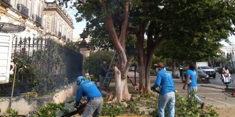 Quita Ayuntamiento de Mérida árbol de Chacá de Paseo de Montejo por “el peligro que ya representaba el árbol para la seguridad de quienes transitan por la zona”