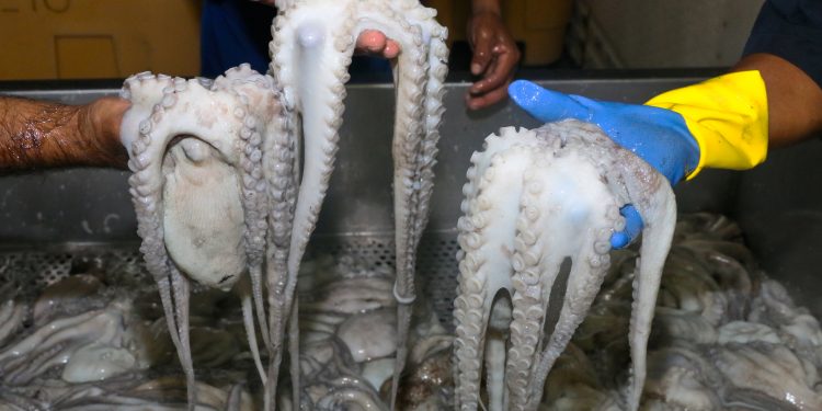 Amplían 15 días la temporada de pulpo rojo o maya en los Estados de Campeche, Yucatán y el norte de Quintana Roo, informó la Secretaría de Agricultura y Desarrollo Rural