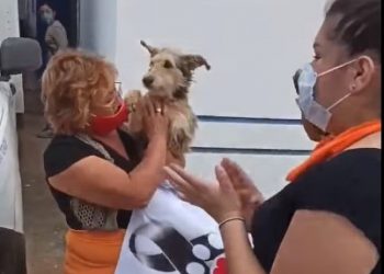 Animalistas irrumpieron en la perrera municipal y “rescataron” 40 perros / “Habrá mesa de diálogo” el lunes, dicen las autoridades municipales, para crear un “centro de bienestar animal”