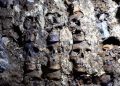 Arqueólogos del INAH encontraron otros 119 cráneos humanos en la facha este del Huei Tzompantli, en el centro de la Ciudad de México