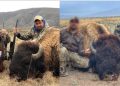 Apenas reintrodujeron al bisonte en Coahuila: matan a un ejemplar en un rancho y posan con el animal / La Profepa dice que investiga