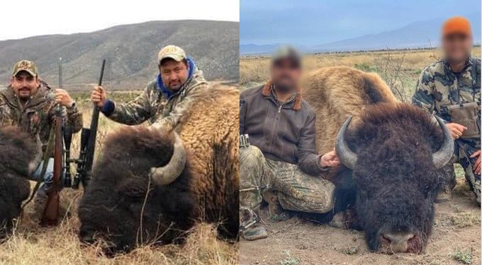 Apenas reintrodujeron al bisonte en Coahuila: matan a un ejemplar en un rancho y posan con el animal / La Profepa dice que investiga