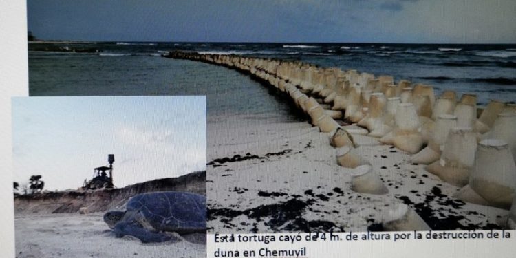 Defendamos el derecho de niñas y niños para proteger a tortugas marinas en Chemuyil-Xcacel del desarrollo costero de Banco Actinver y del Grupo Posadas