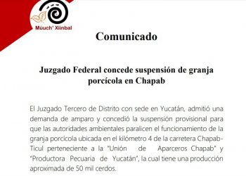 Juzgado admite demanda de amparo y concedió la suspensión provisional para que las autoridades ambientales paralicen el funcionamiento de la granja porcícola ubicada en el kilómetro 4 de la carretera Chapab-Ticul
