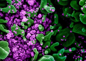 Mayor transmisibilidad podría generar un aumento en los casos y las hospitalizaciones : Japón ha notificado una nueva variante del coronavirus que causa el COVID-19