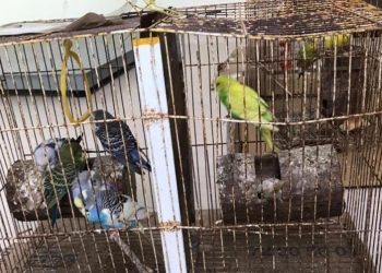 El parque zoológico del Centenario recibió el pasado jueves, 45 aves de tres especies, que personal de la Procuraduría Federal de Protección al Medio Ambiente (Profepa) aseguró en Mérida