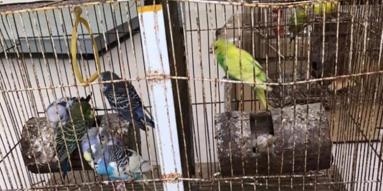 El parque zoológico del Centenario recibió el pasado jueves, 45 aves de tres especies, que personal de la Procuraduría Federal de Protección al Medio Ambiente (Profepa) aseguró en Mérida