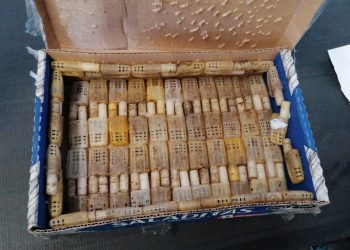 En paquetería del aeropuerto de Mérida GN descubrió 189 ejemplares pertenecientes a la familia de abejas africanas, reinas y obreras, dentro de una caja de cartón sin el adecuado cuidado sanitario